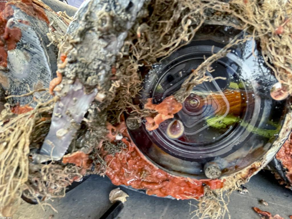 ចំណេះដឹងទូទៅអំពីត្រី