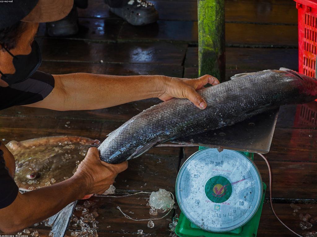 ចំណេះដឹងទូទៅអំពីត្រីនិងការអភិវឌ្ឍន៍របស់វា