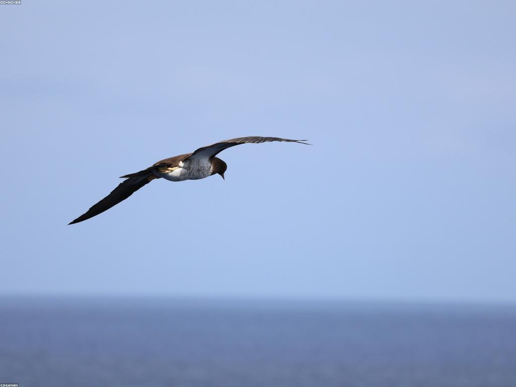 បាញ់ត្រី មិនស្មុគស្មាញ: របៀបសំរាប់អ្នកថ្មី