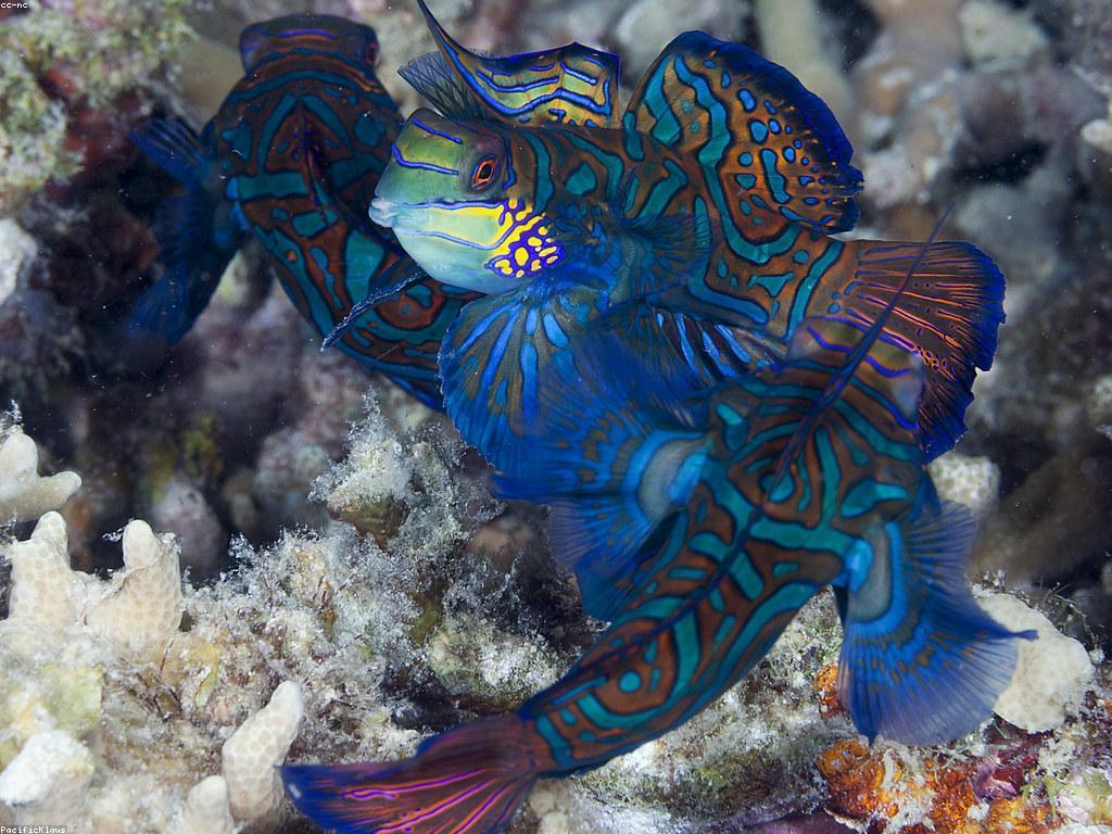 ចំណេះដឹងទូទៅអំពីអាកប្បកិច្ចរបស់ត្រី