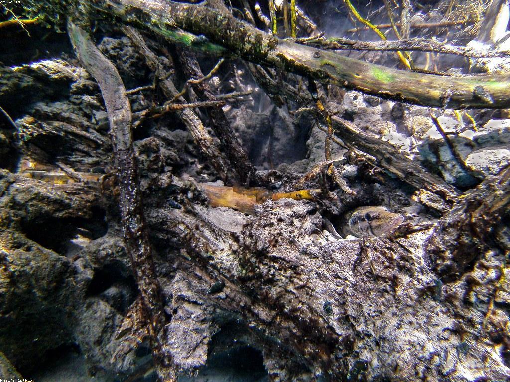 ចំណេះដឹងទូទៅអំពីត្រី