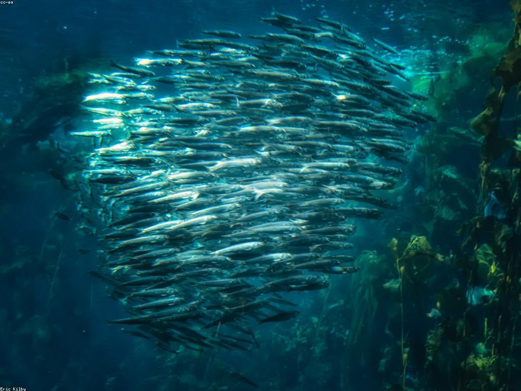 ចំណេះដឹងទូទៅអំពីអាកប្បកិច្ចរបស់ត្រី