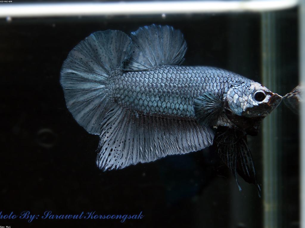 ចំណេះដឹងទូទៅអំពីត្រី